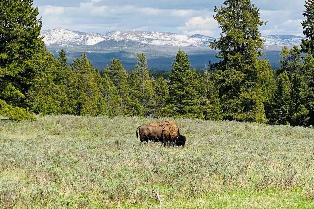 Bear Lair At Teton Valley Idaho Victor Esterno foto
